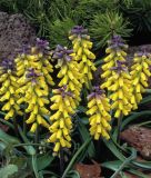 Muscari macrocarpum "Golden Fragrance" - Grofrchtige Traubenhyazinthe