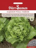 Kopfsalat "Mafalda" Pillen - Lactuca sativa