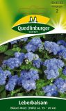 Ageratum houstonianum "Blaues Meer" - Leberbalsam