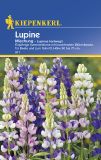 Lupinus hartwegii - Einjhrige Lupine