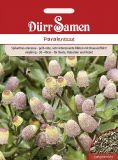 Parakresse - Spilanthes oleracea