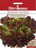 Pflcksalat "Lollo rossa" - Lactuca sativa