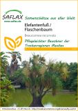 Beaucarnea recurvata - Elefantenfu, Flaschenbaum