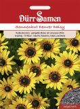 Rudbeckia hirta "Denver Daisy" - Sonnenhut