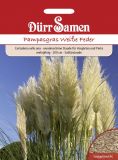 Cortaderia selloana "Weie Feder" - Pampasgras