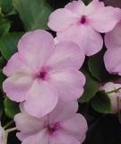 Impatiens walleriana "Lollipop F1 Pink Lemonade" - Fleiiges Lieschen