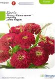 Zinnia elegans "Benarys Riesen Weinrot" - Zinnie