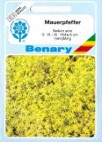 Sedum acre - Mauerpfeffer