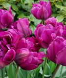 Geflltblhende frhe Tulpe Royal Acres