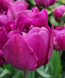 Geflltblhende frhe Tulpe Royal Acres