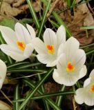 Wildkrokus Crocus tommasinianus "Albus" - Weier Elfen-Krokus