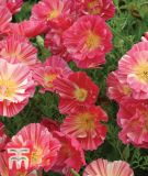 Eschscholzia californica "Rose Chiffon" - Kalifornischer Mohn