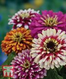 Zinnia elegans "Whirlygig Mischung" - Zinnie