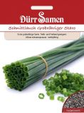 Schnittlauch "Staro" - Allium schoenoprasum