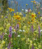 Blumenmischung "Veitshchheimer Bienenweide"