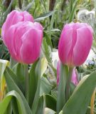 Triumph-Tulpe Pink Flag