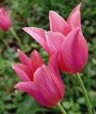 Lilienbltige Tulpe Mariette