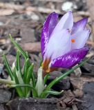Wildkrokus Crocus sieberi 