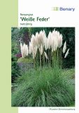 Cortaderia selloana "Weie Feder" - Pampasgras