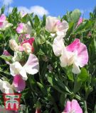 Lathyrus odoratus "Villa Roma White Rose" - Gartenwicke