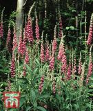 Digitalis purpurea "Wildform" - Fingerhut