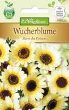 Chrysanthemum segetum "Stern des Orients" - Wucherblume