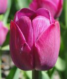 Triumph-Tulpe Attila