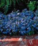 Lobelia erinus "Riviera Sky Blue" - Mnnertreu