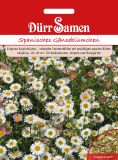 Erigeron karvinskianus - Spanisches Gnseblmchen