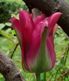 Tulipa viridiflora Green Love