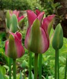 Tulipa viridiflora Green Love