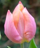 Einfachblhende, frhe Tulpe Salmon Prince