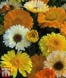 Calendula officinalis "Summer Sunset" - Ringelblume