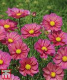 Cosmos bipinnatus "Xsenia" - Schmuckkrbchen