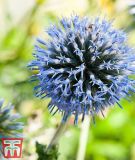 Echinops ritro - Ruthenische Kugeldistel