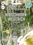 Hirschhornwegerich - Plantago coronopus