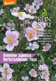 Anemone japonica - Herbstanemone (Bio-Samen)