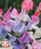 Lathyrus grandiflorus "Elegant Ladies" - Gartenwicke