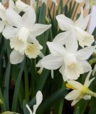 Narcissus cyclamineus "Toto" - Alpenveilchen-Narzisse