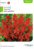 Salvia splendens "Cover Girl" - Feuersalbei