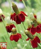 Ratibida columnifera f. pulcherrima "Red Midget" - Prairiesonnenhut