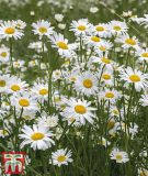 Leucanthemum vulgare - Wiesenmargarite