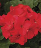 Pelargonium zonale "Maverick Red" - Stehende Pelargonie