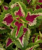 Coleus blumei "Wizard Rose" - Buntnessel