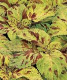 Coleus blumei "Wizard Mosaic" - Buntnessel