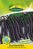 Buschbohne "Purple Teepee" - Phaseolus vulgaris