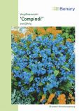 Myosotis alpestris "Compindi" - Vergissmeinnicht