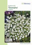 Myosotis alpestris "Snowsylva" - Vergissmeinnicht