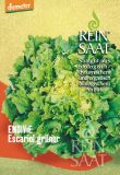 Endiviensalat "Escariol grner" - Cichorium endivia (Bio-Samen)