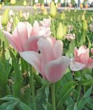 Triumph-Tulpe Apricona